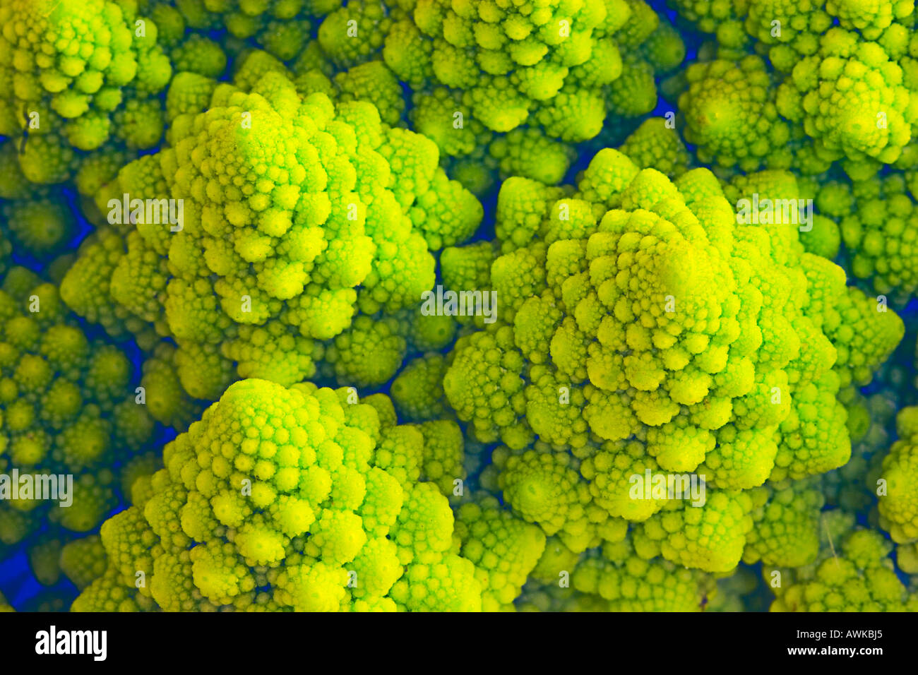 Romanesco brócoli coliflor ilustrando formas fractales en la naturaleza Foto de stock