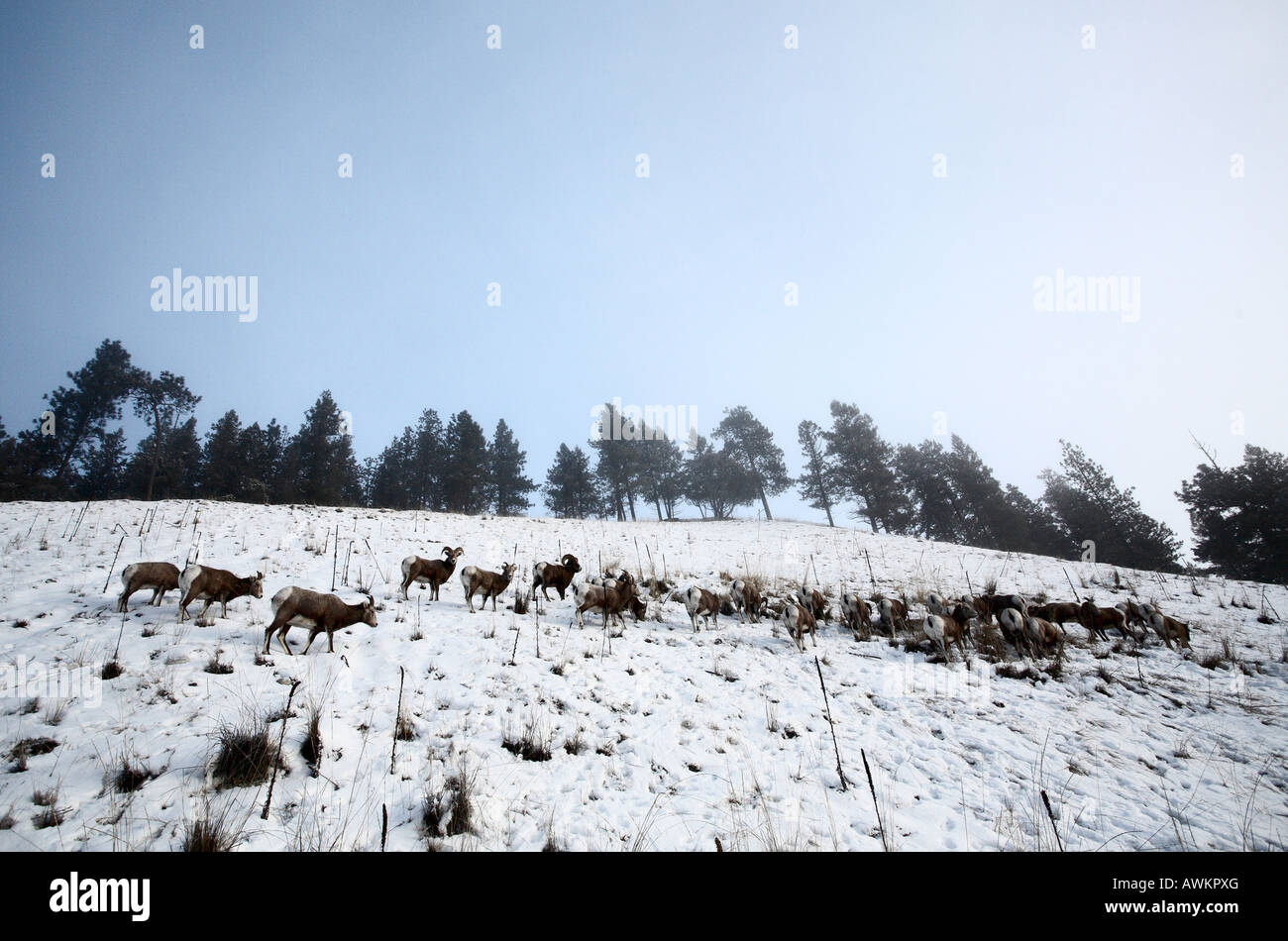 El Borrego Cimarrón en invierno Foto de stock