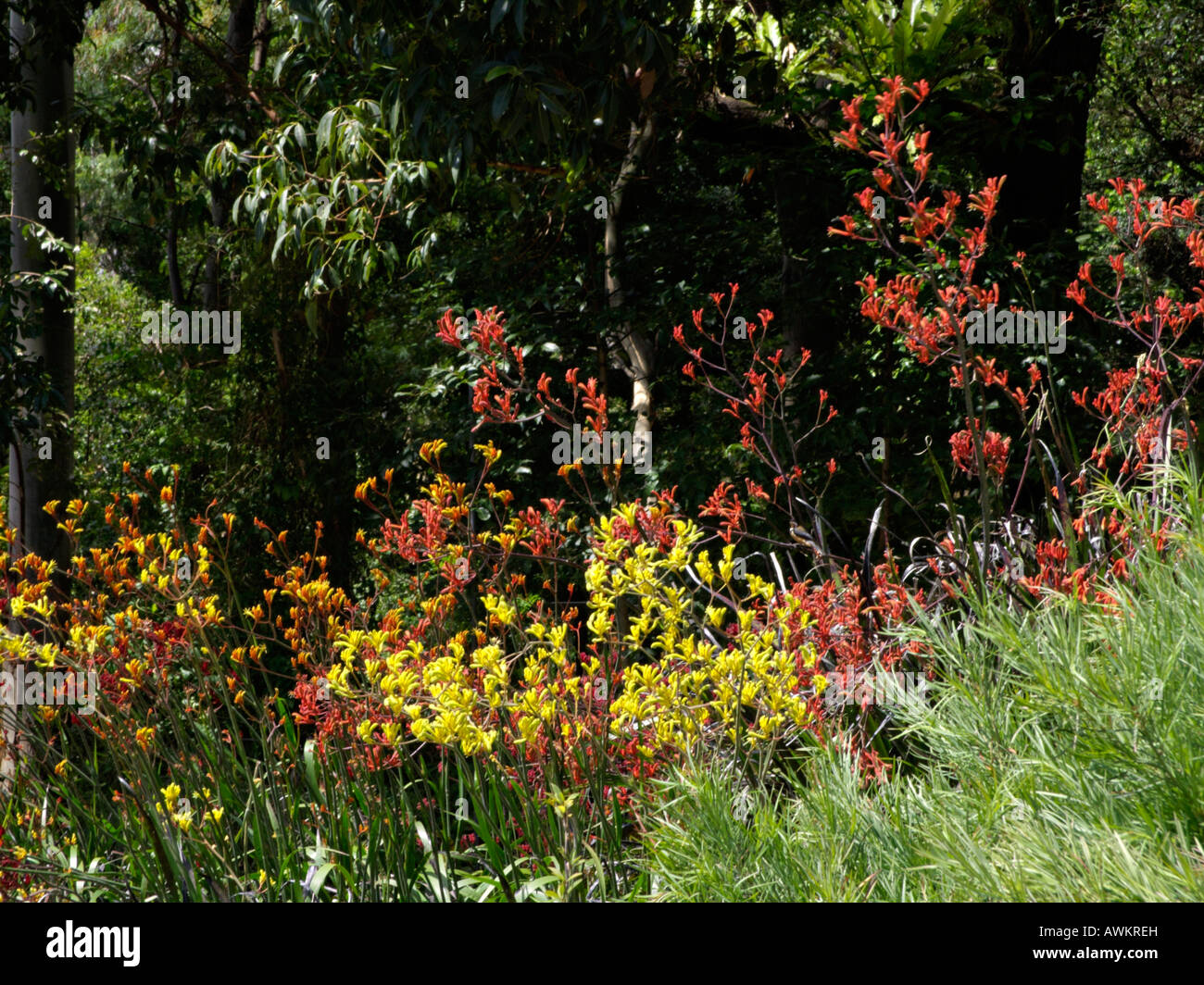 Pata de canguro (anigozanthos bush y haze anigozanthos bush ruby) Foto de stock