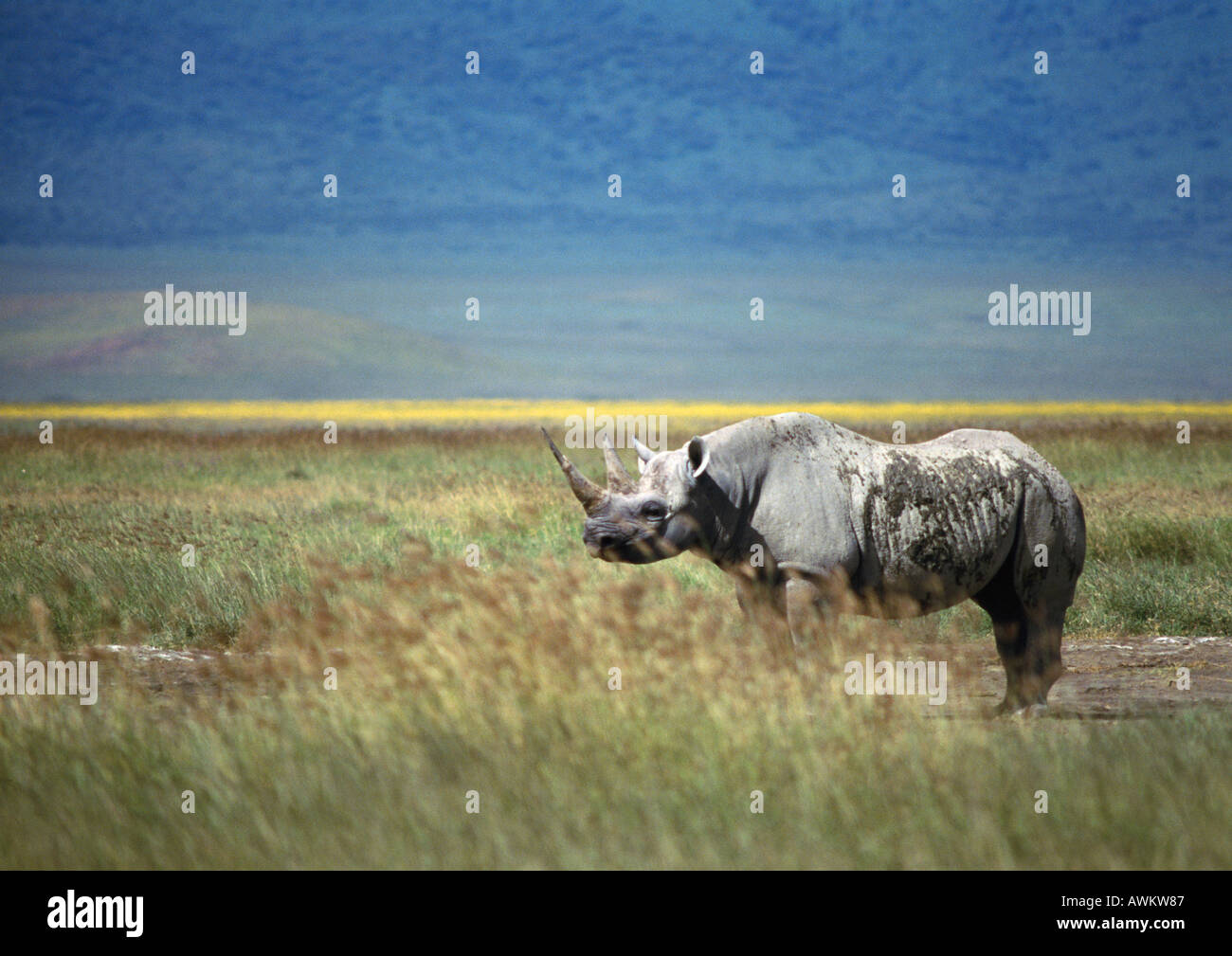 De rinoceronte negro (Diceros bicornis) en pradera permanente, Tanzania, vista lateral Foto de stock