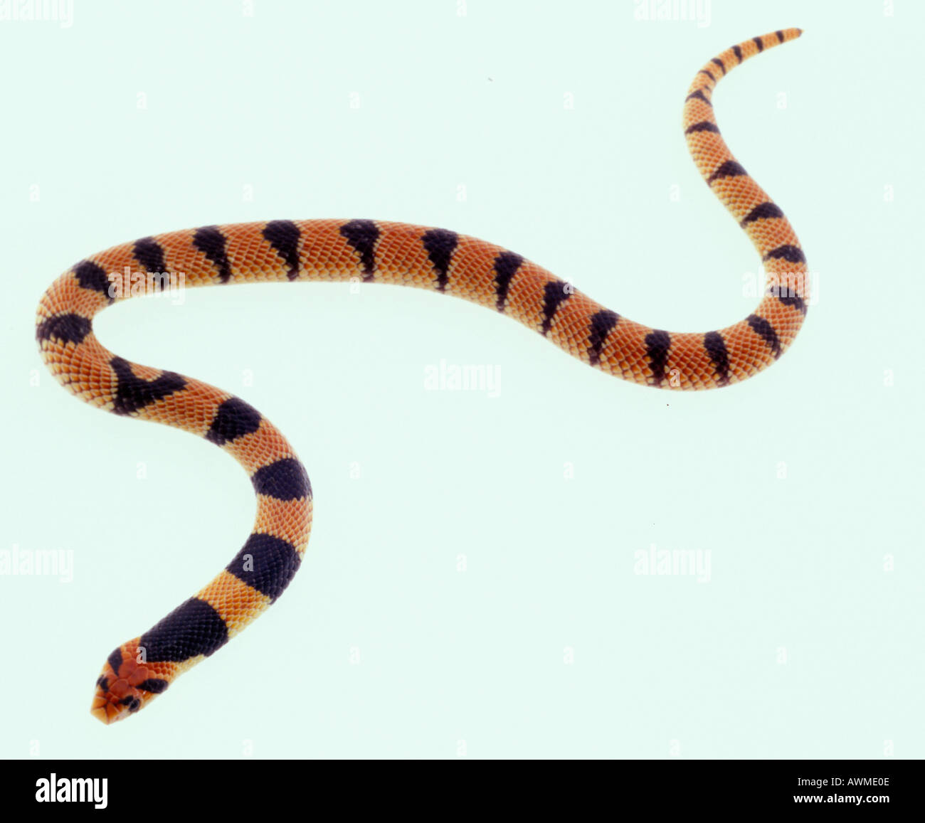 Close-up de serpiente coral africana (Aspidelaps lubricus) sobre fondo blanco. Foto de stock