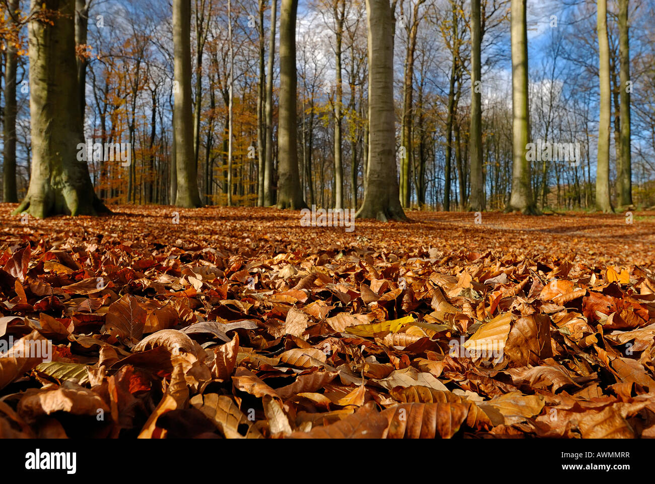 Bosques con hojarasca en otoño, Kiel, Schleswig-Holstein, Deutschland Foto de stock