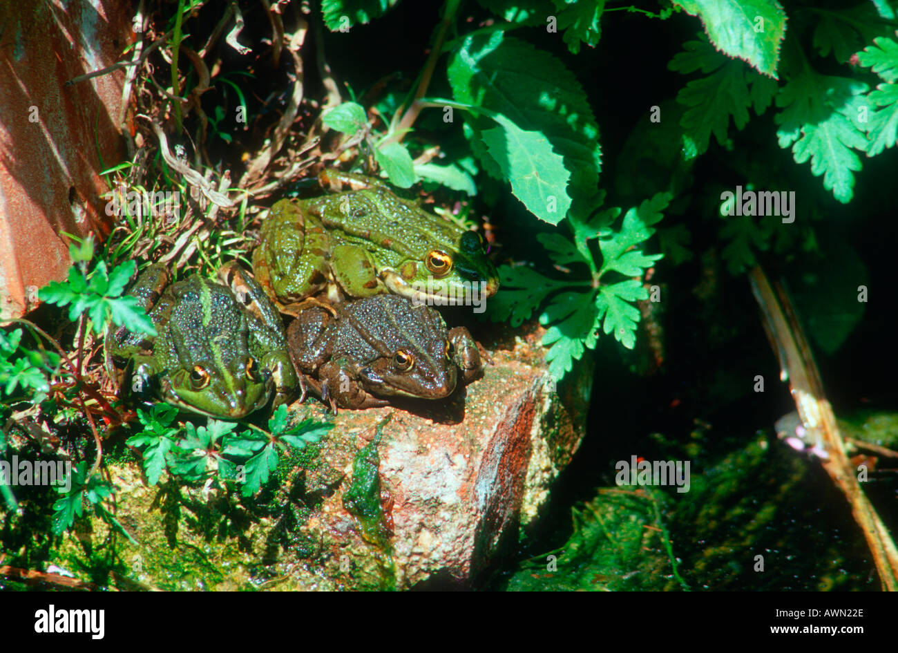 Marsh ranas, Rana ridibunda. Tres tomando un baño de sol Fotografía de  stock - Alamy