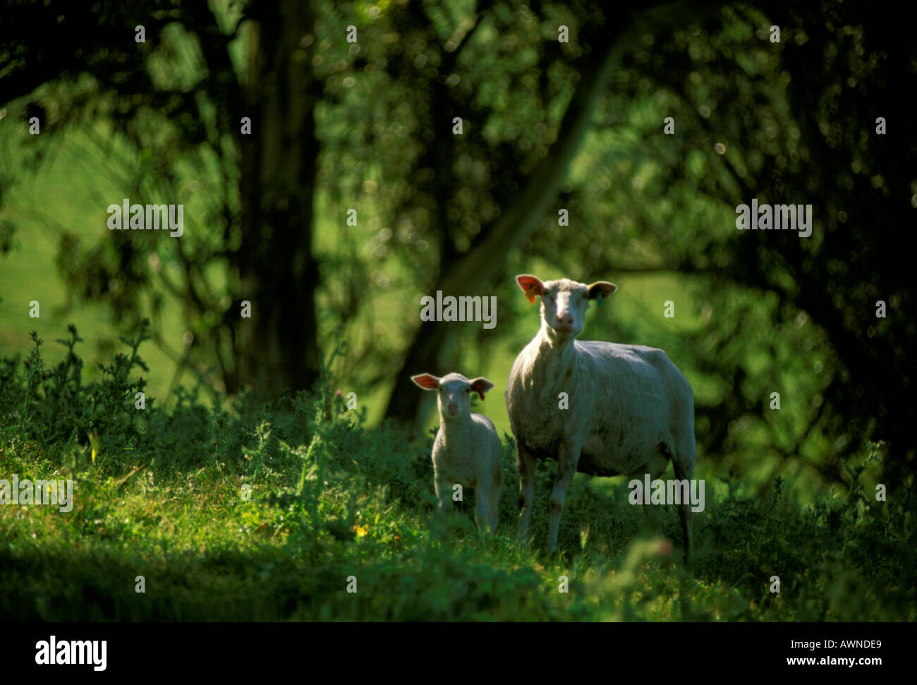 Granja de ovejas, Condado de Sonoma California Foto de stock