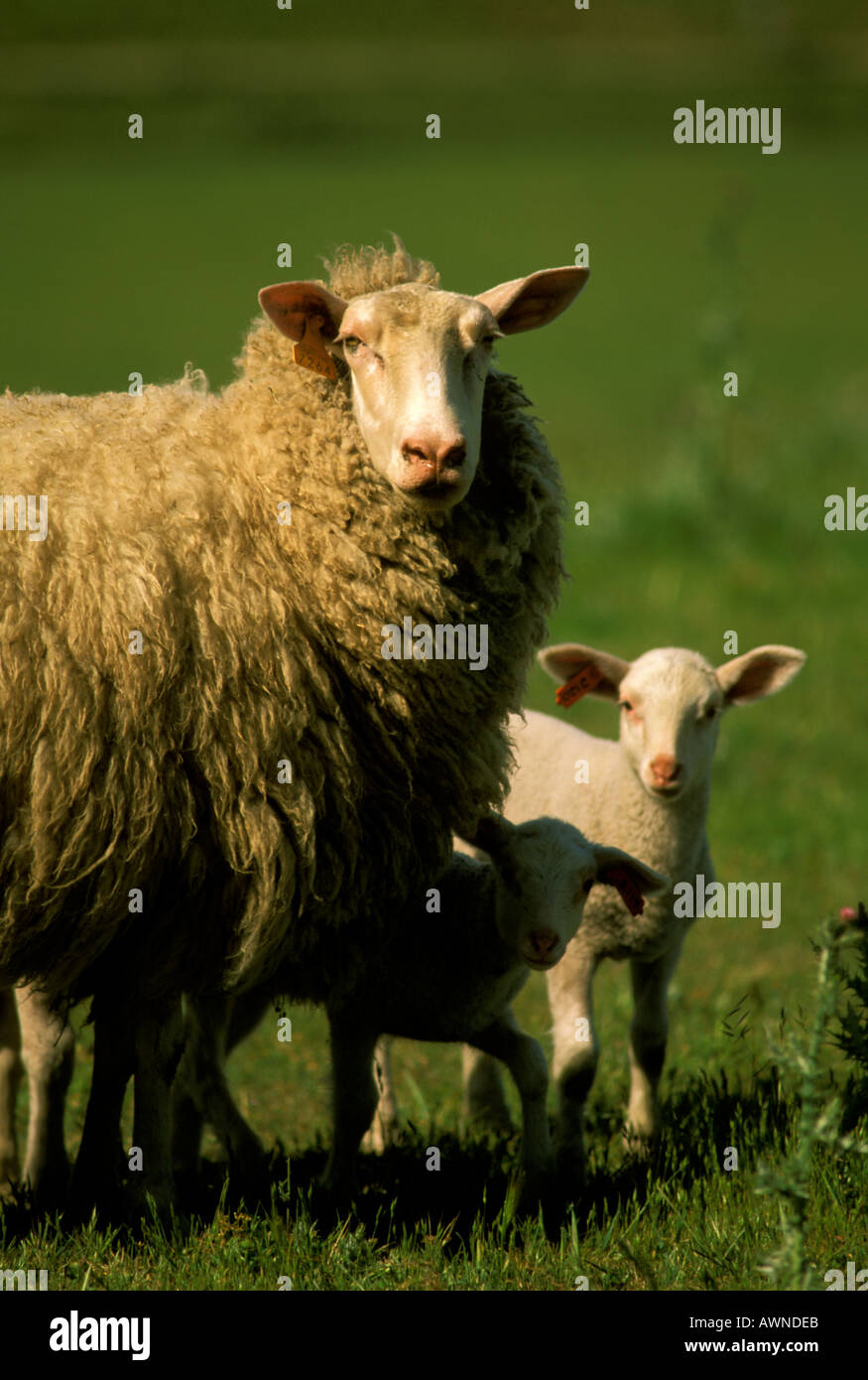 Granja de ovejas, Condado de Sonoma California Foto de stock