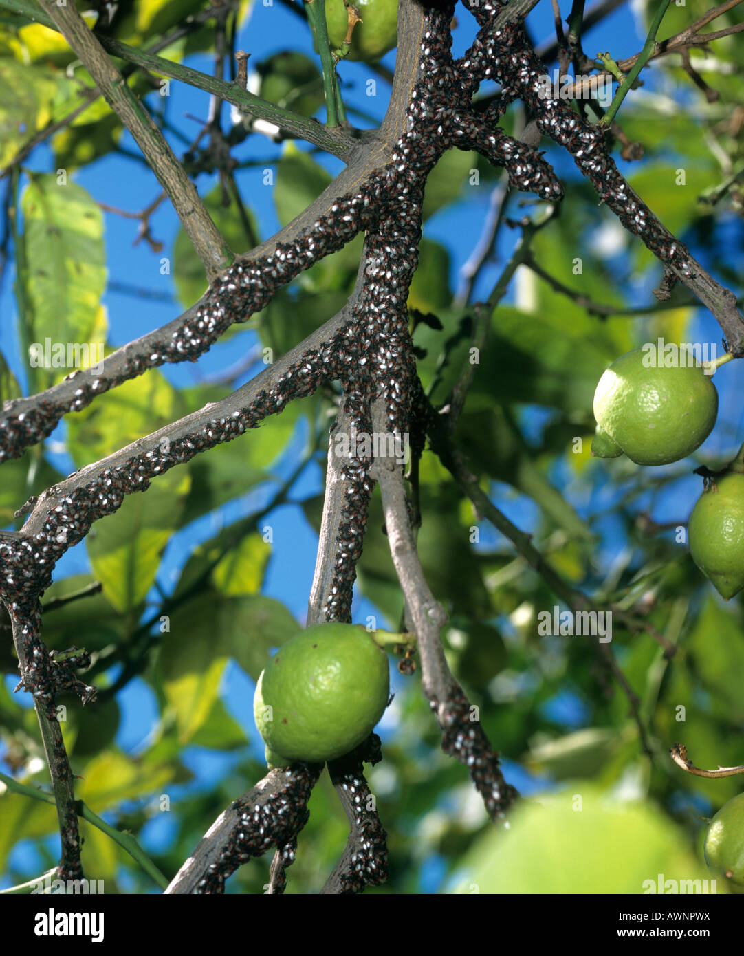 Masas de bichos Lygaeid Lygaeidae hibernando o se congregan en las ramas de un árbol de limón Foto de stock