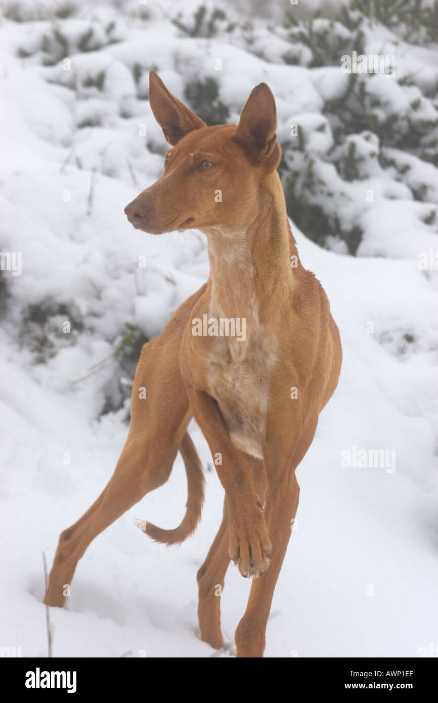 Podenco canario fotografías e imágenes de alta resolución - Alamy