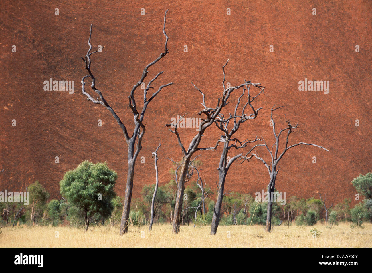 Los árboles muertos delante de Ayers Rock, Parque nacional Uluru, el Territorio del Norte, Australia, Oceanía Foto de stock