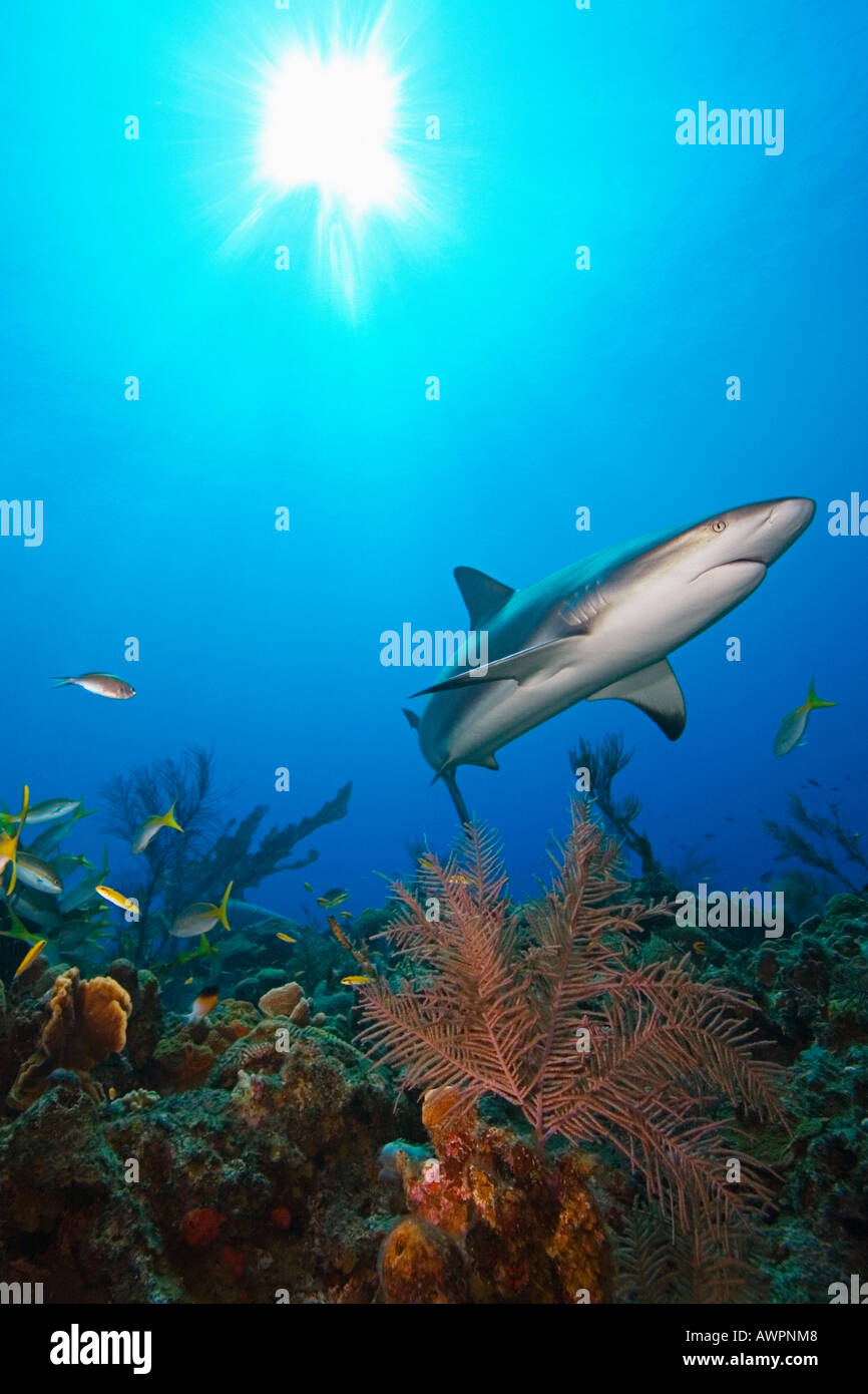 El tiburón de arrecife del Caribe, Carcharhinus perezi, a lo largo de arrecifes de coral, West End, Bahamas, Océano Atlántico Foto de stock