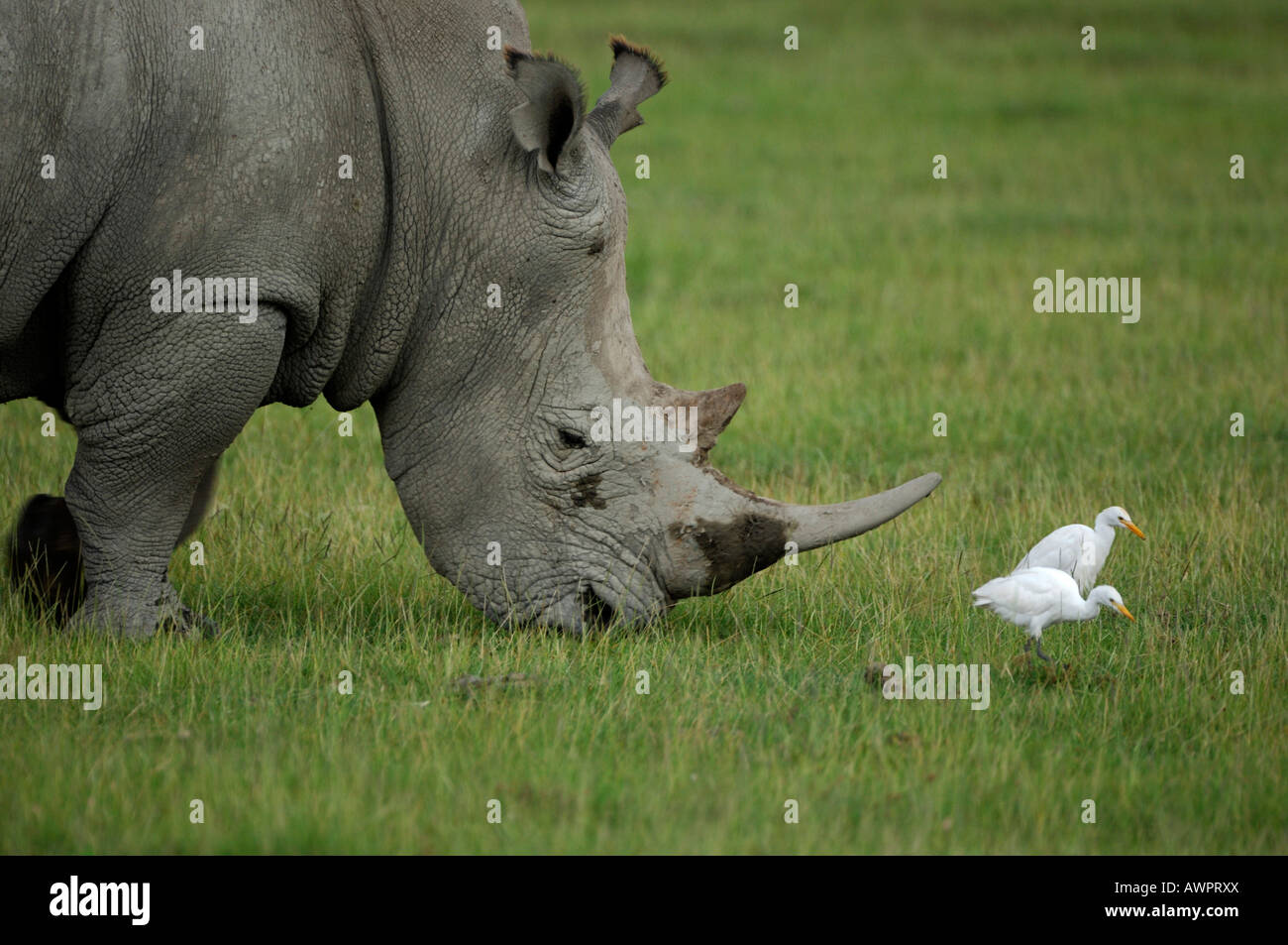 De rinoceronte negro (Diceros bicornis) en la ingestión, rodeado de garzas, Lago Nakuru, Kenya África Foto de stock