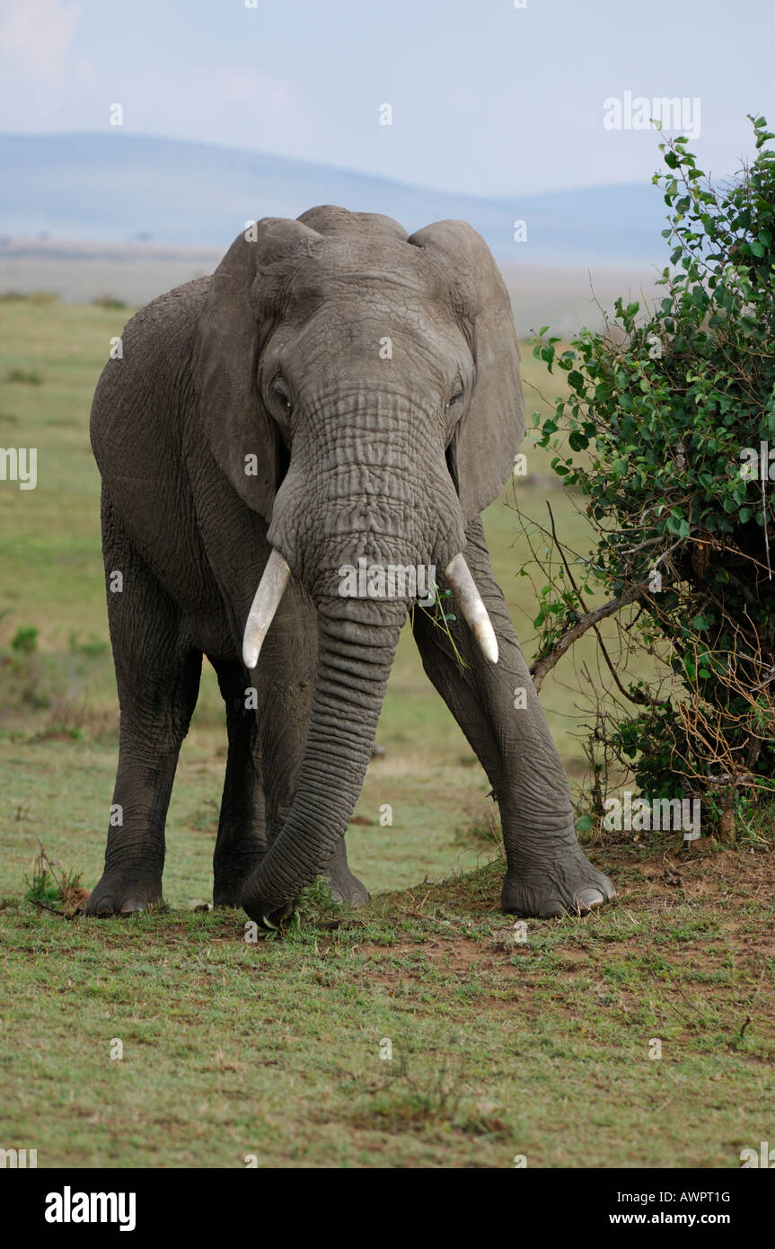 Elefante africano (Loxodonta africana), el Masai Mara en Kenya África Foto de stock