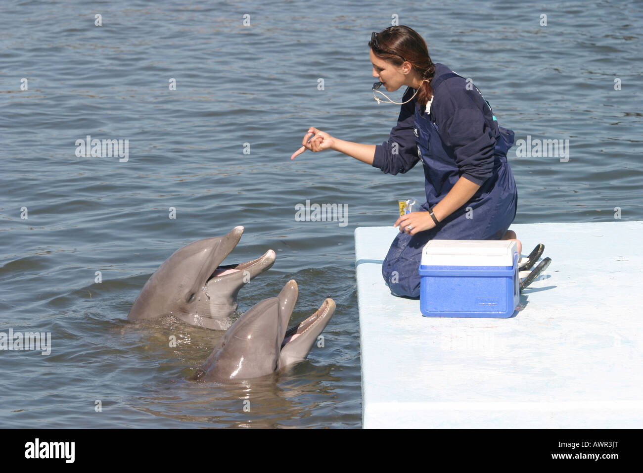 Dos delfines con entrenador en Dolphin Research Center de Florida, EE.UU. Foto de stock