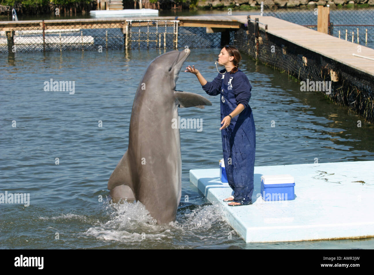 Con entrenador de delfines en Dolphin Research Center de Florida, EE.UU. Foto de stock