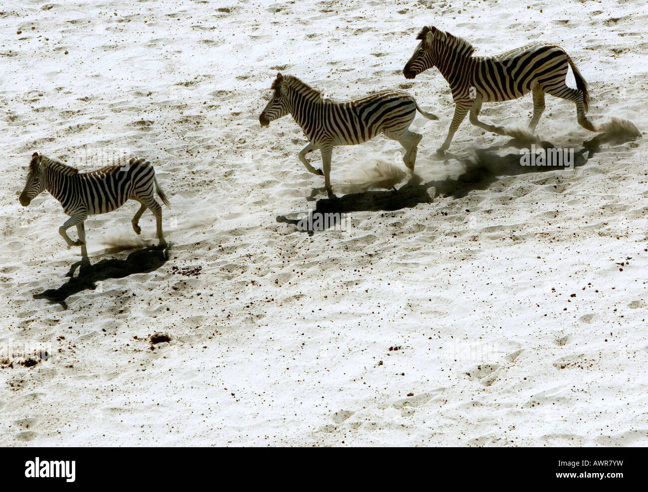 Tres, zebra Equus burchelli, ejecute cruzando la arena en el lecho del río Boteti seco en la reserva de caza de Makgadikgadi Botswana Foto de stock