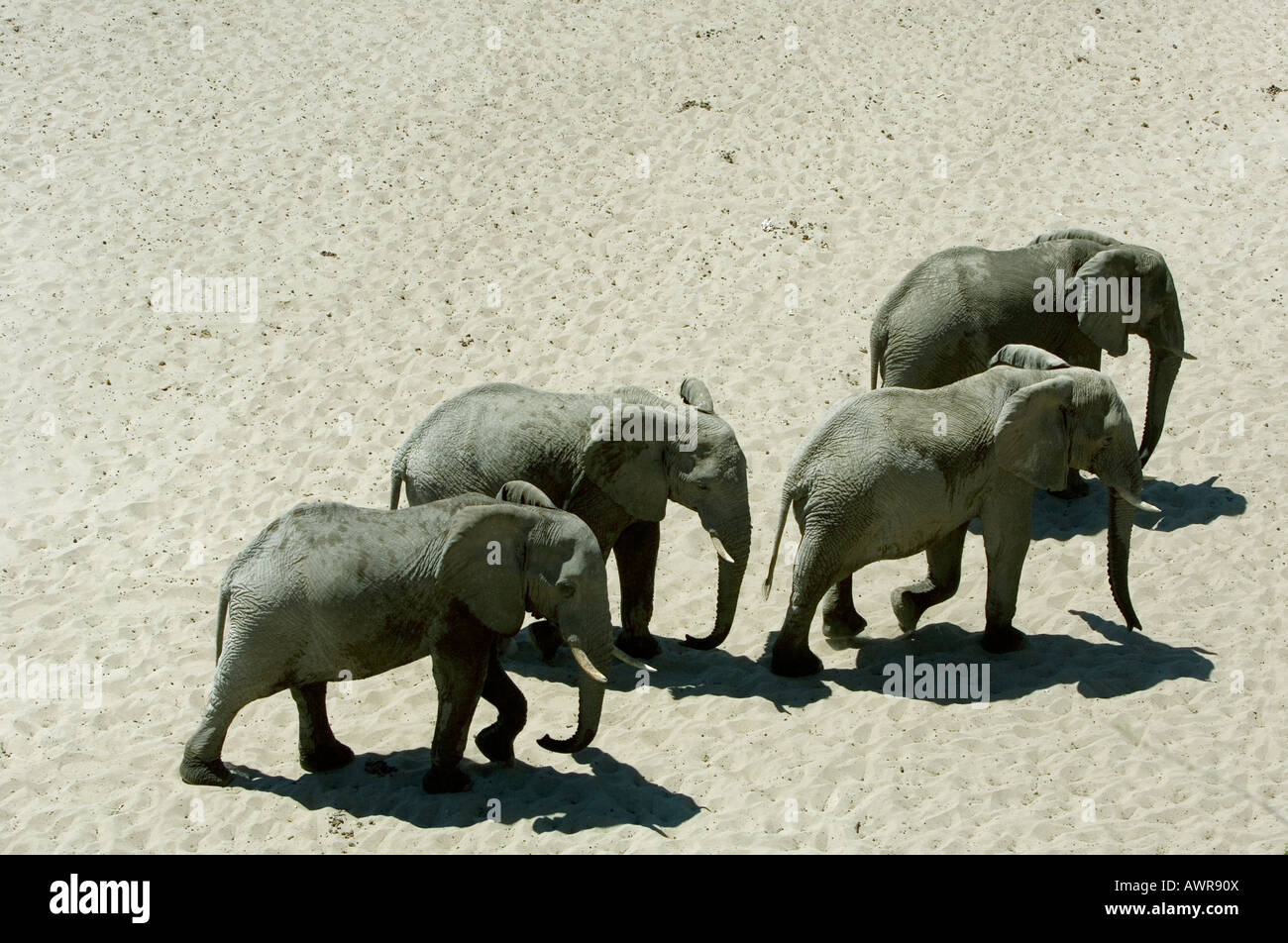 Manada de elefante africano, Loxodonta africana, cruzar el río Boteti seco en el Parque Nacional de Makgadikgadi Pans Botswana Foto de stock