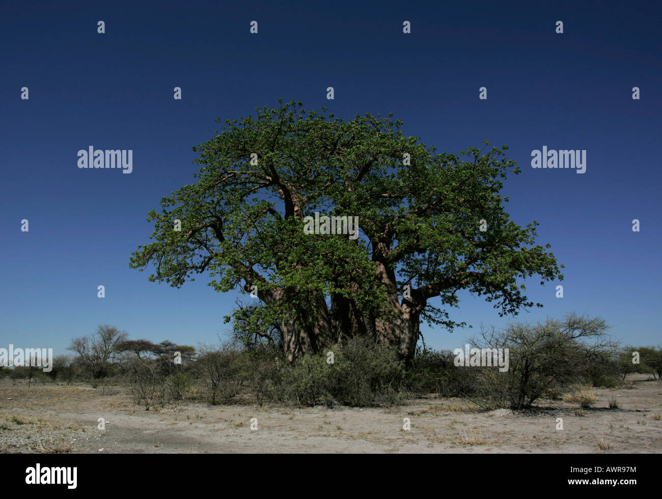 Green's baobab, Adansonia digitata, inscrita por cazador y comerciante del siglo XIX Joseph cerca Gweta Verde en Botswana Foto de stock