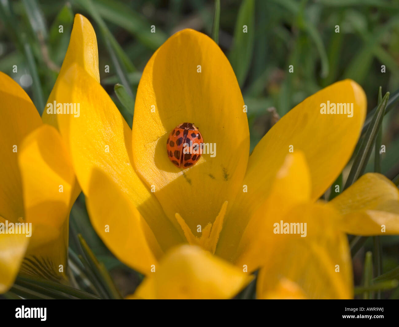 Mariquita ladybug Coccinellidae en flor de Crocus amarillo Foto de stock