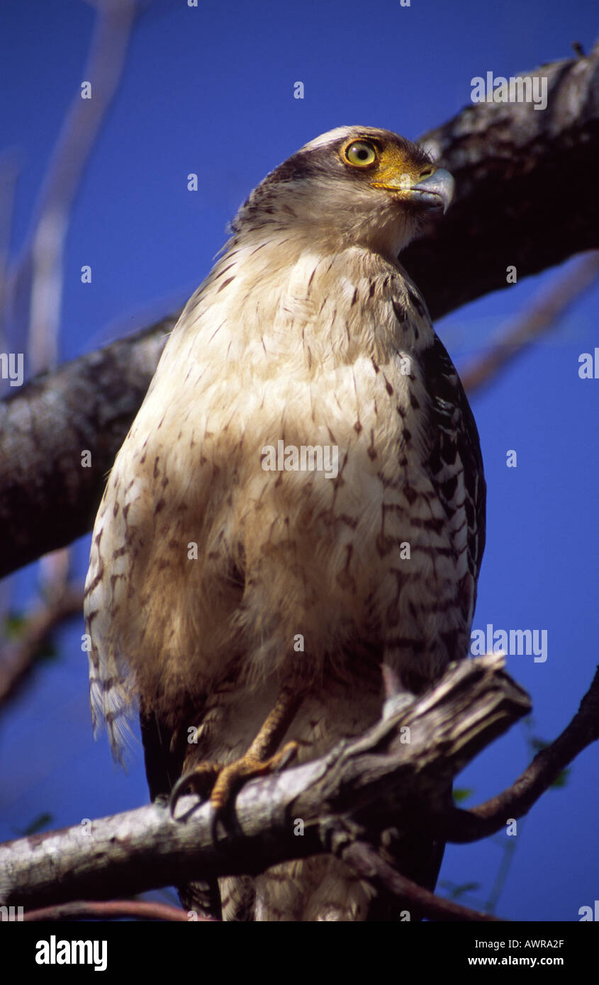 Wild ryukyu amenazadas crested serpiente retrato de águila. El Japón. Foto de stock