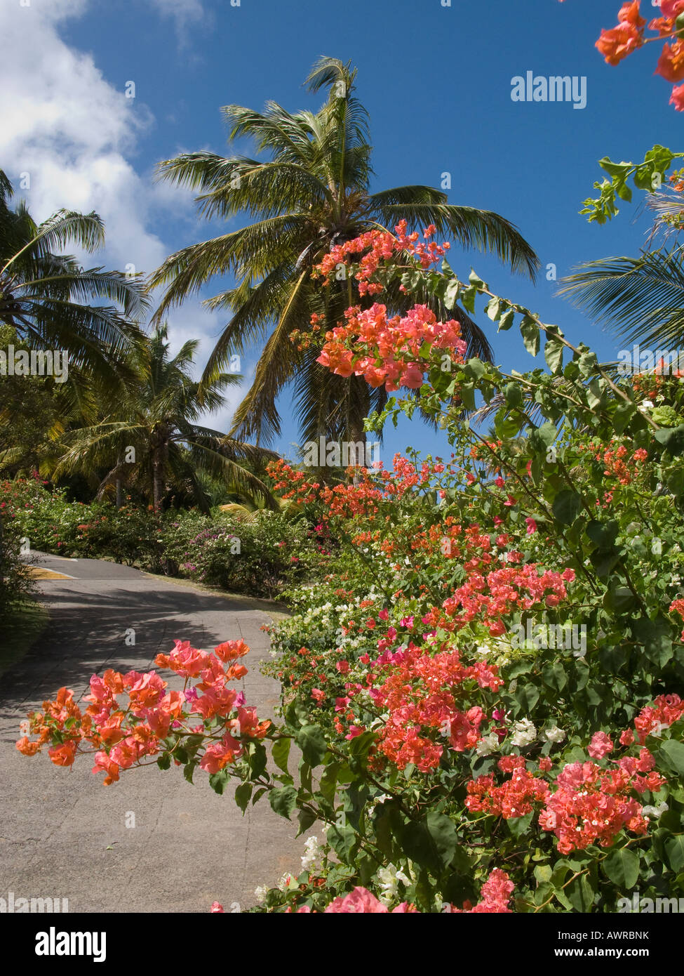 Flores Bougainvillea naranja Fotografía de stock - Alamy