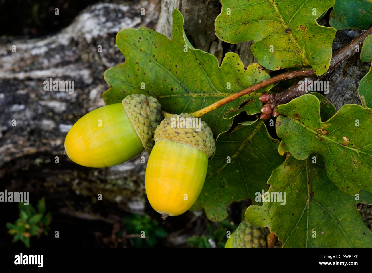 Close-up de dos bellotas y hojas de roble, en Dorset, Reino Unido (Quercus robur) Foto de stock
