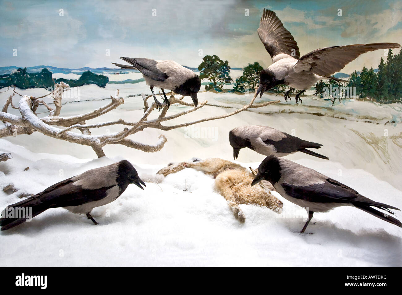 Los cuervos comiendo una liebre muerta Foto de stock