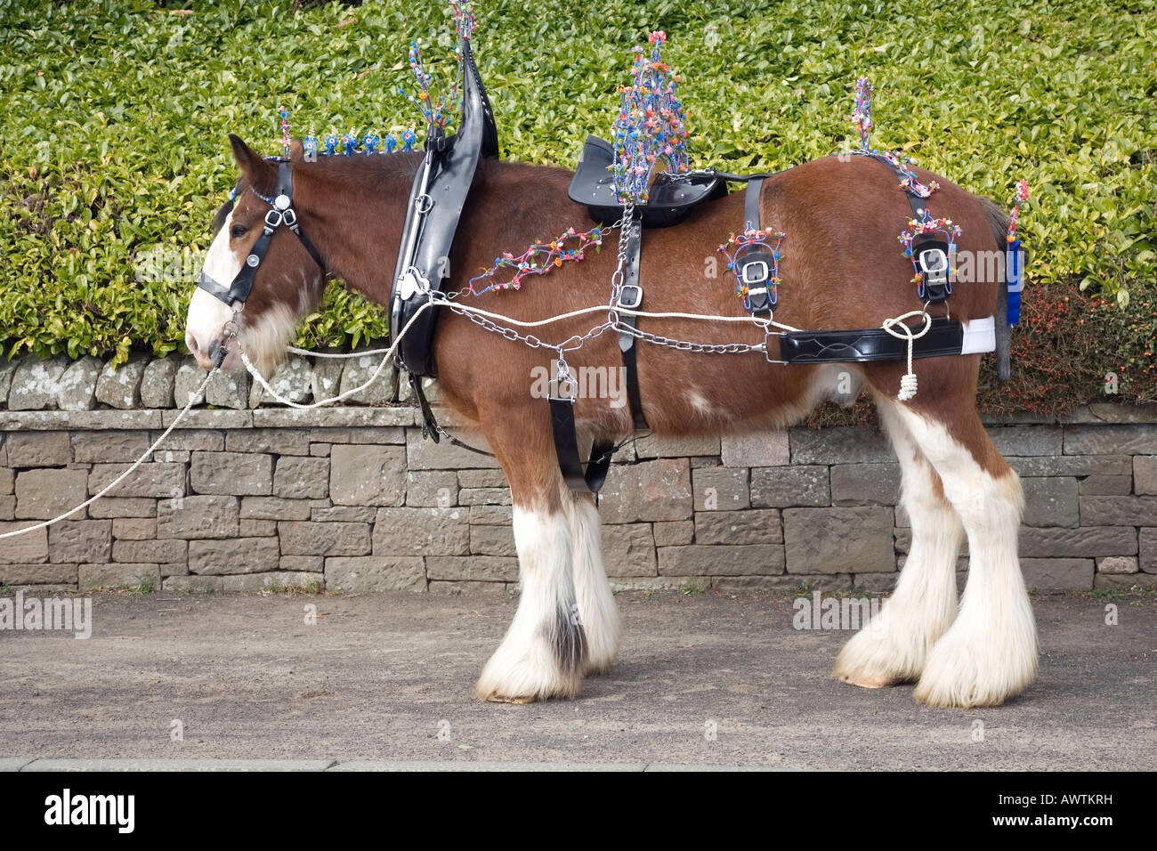 Caballo Clydesdale Lanarkshire, Escocia. Un caballo arnés o tack permite un caballo  para ser conducido o tirar de varios vehículos tirados por caballos tal  como un carro Fotografía de stock - Alamy