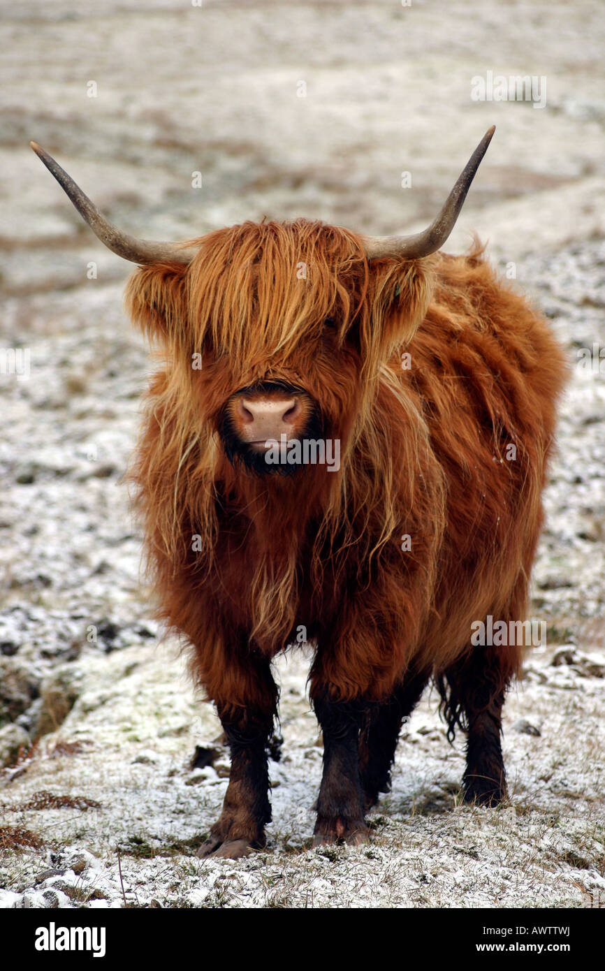 Aberdeen Angus escocés Highland bull Foto de stock