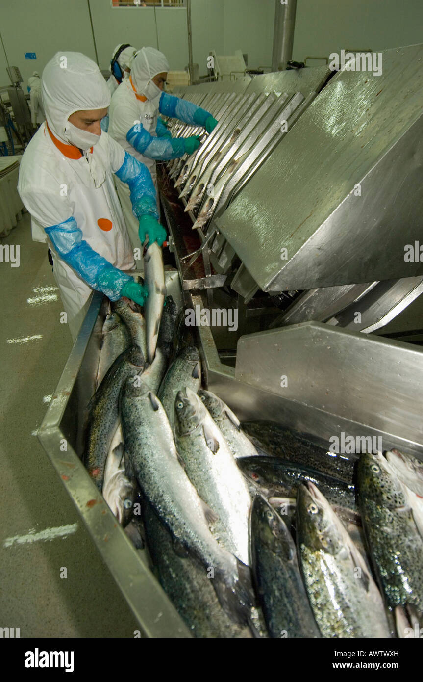 La acuicultura, la planta de procesamiento de salmón, Marine Harvest, Puerto  Montt, Chile Fotografía de stock - Alamy