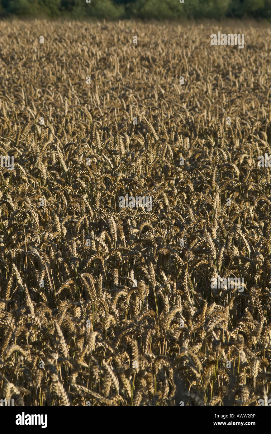 El cultivo del trigo, Cheshire Foto de stock