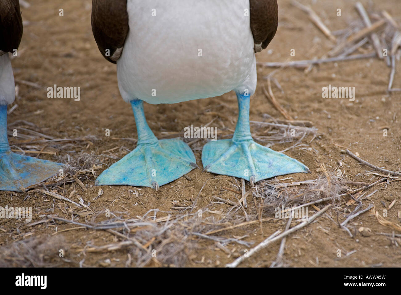 Piqueros de patas azules pájaro pies Web closeup, patte palme bleue, Ecuador Sudamérica Foto de stock