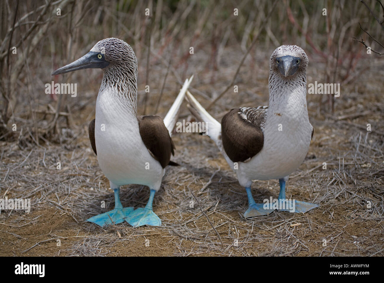 Dos piqueros de patas azules pájaro bobo Sula nebouxii Isla de La Plata, Islas Galápagos Ecuador Sudamérica cortejando desfile masculino femenino Foto de stock