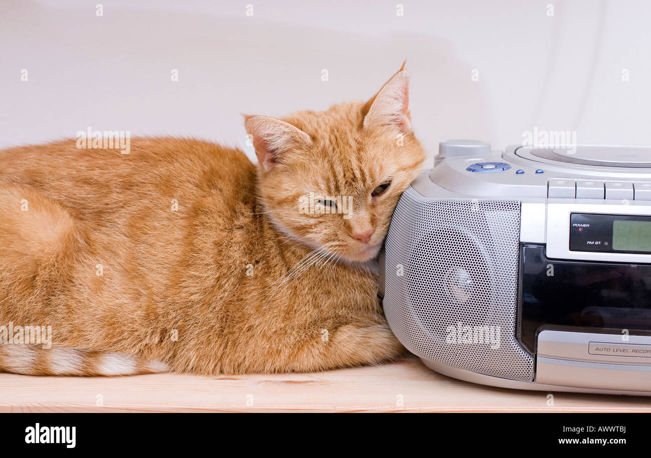 Hembra adulta de jengibre gato (Felis catus) escucha la radio Foto de stock