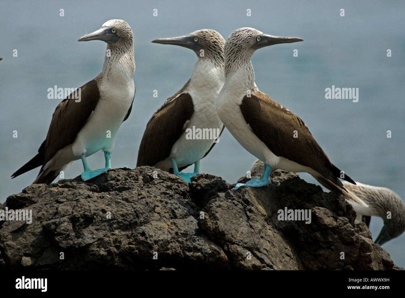 Piqueros de patas azules pájaro Ecuador Sudamérica. 3 piqueros pájaros posado en la roca por el mar.Primer plano horizontal. Foto de stock