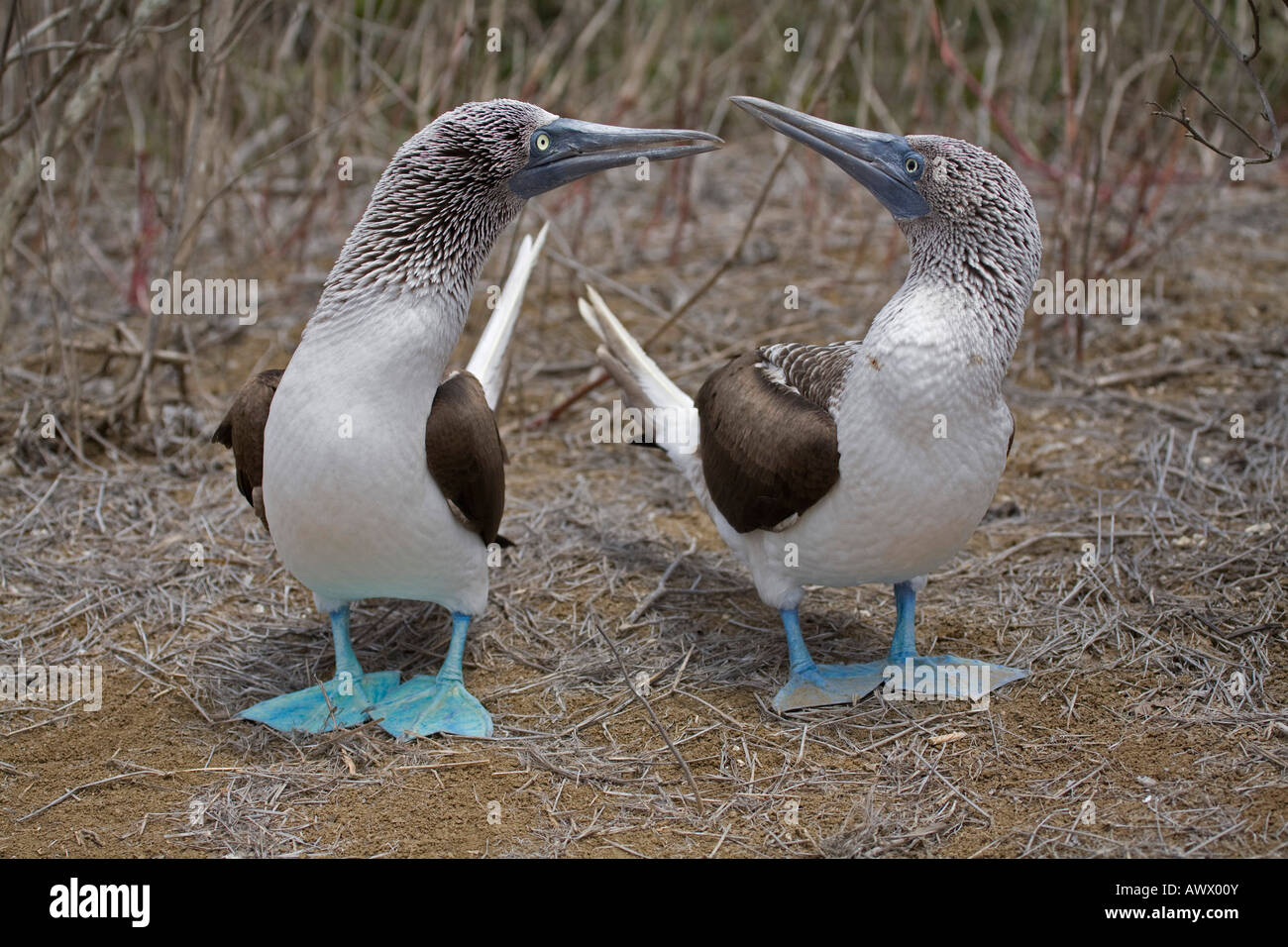 Dos piqueros de patas azules pájaro bobo Sula nebouxii Isla de La Plata, Islas Galápagos Ecuador Sudamérica cortejando desfile Foto de stock