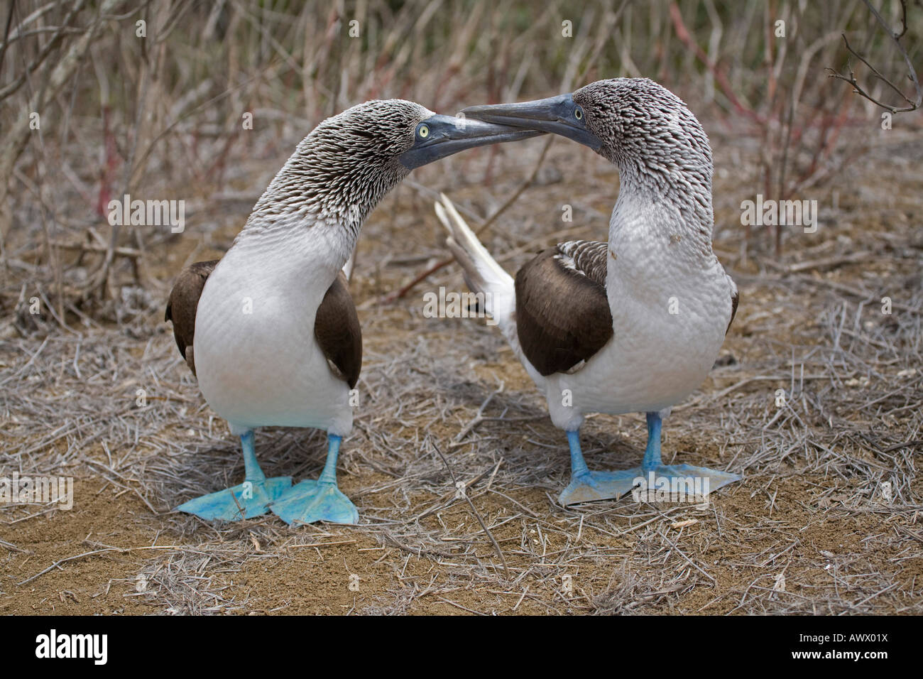 Dos piqueros de patas azules pájaro bobo Sula nebouxii Isla de La Plata, Islas Galápagos Ecuador Sudamérica cortejando desfile Foto de stock