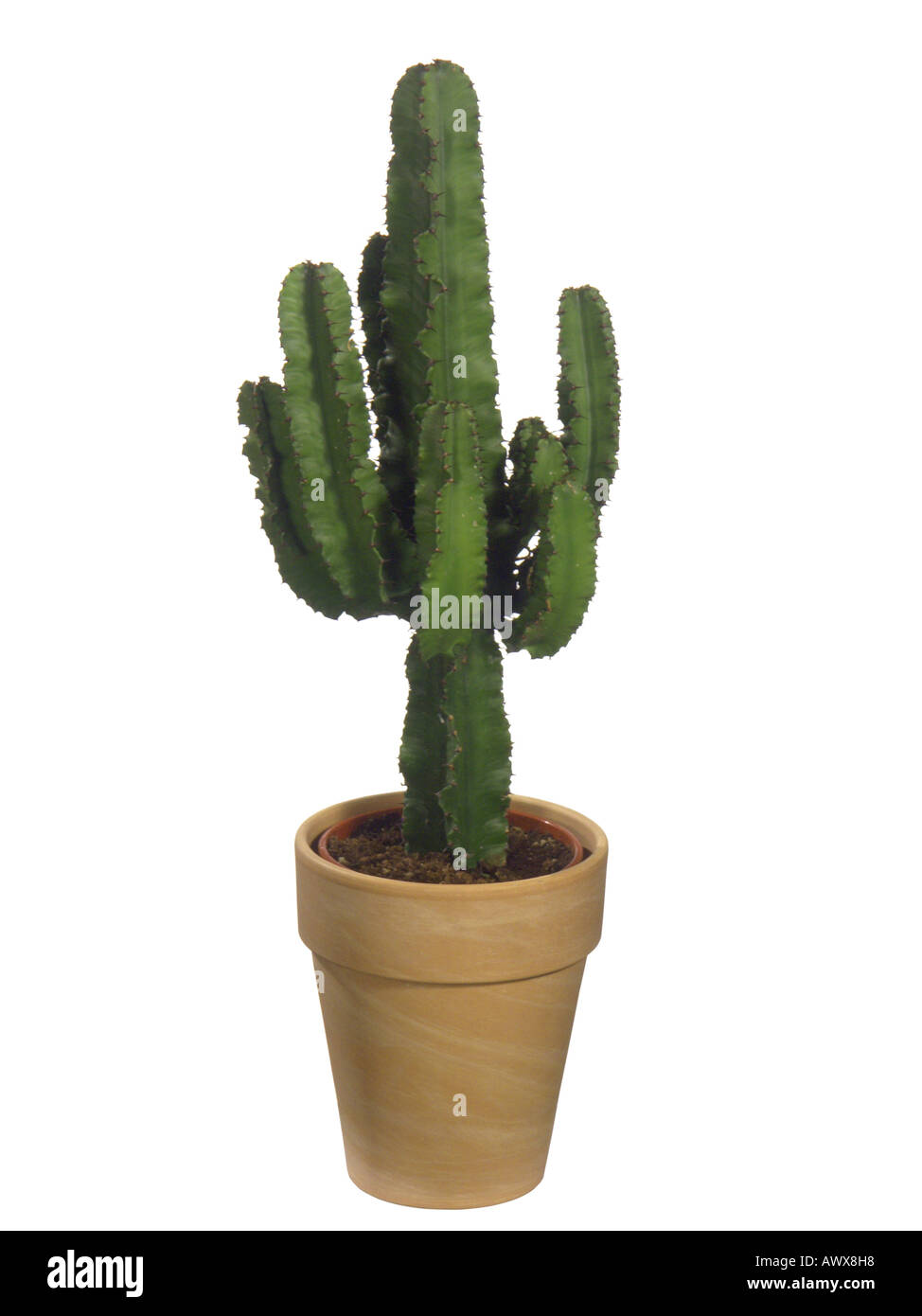 Árbol candelabro, Candelabro Spurge, Cactus expurgo (Euphorbia ingens),  planta en maceta Fotografía de stock - Alamy
