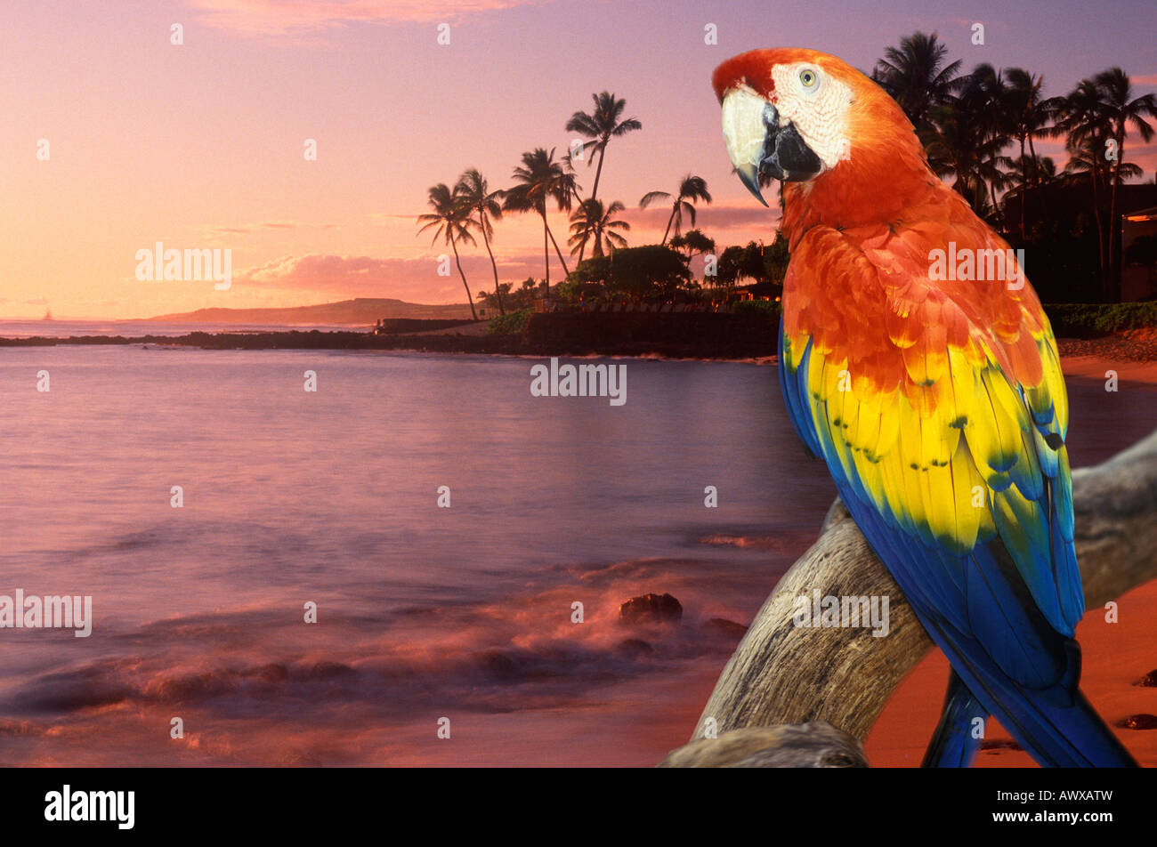 Imagen panorámica compuesta de un colorido loro en Hawai y la costa al atardecer Foto de stock