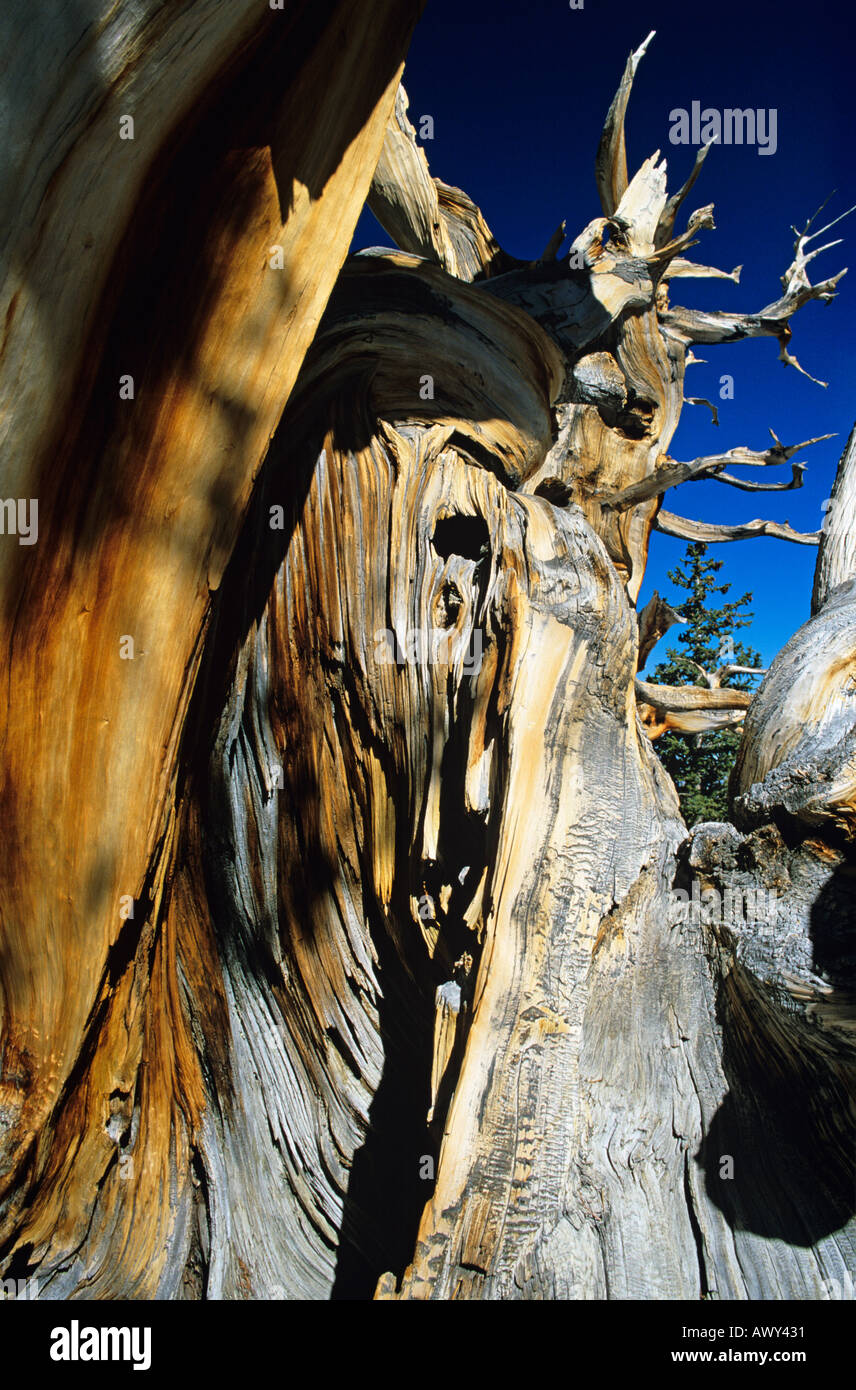 Cono de púas antiguo pino Great Basin National Park Nevada US ESTADOS UNIDOS Estados Unidos de América Foto de stock