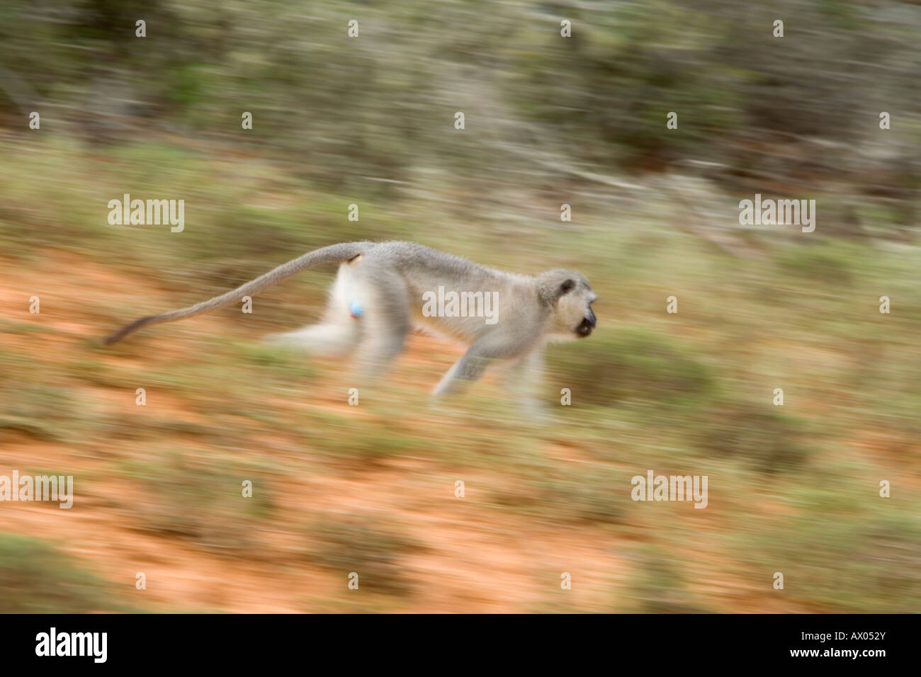 Vervet Monkey Chlorocebus pygerythrus moviendo Sudáfrica Foto de stock
