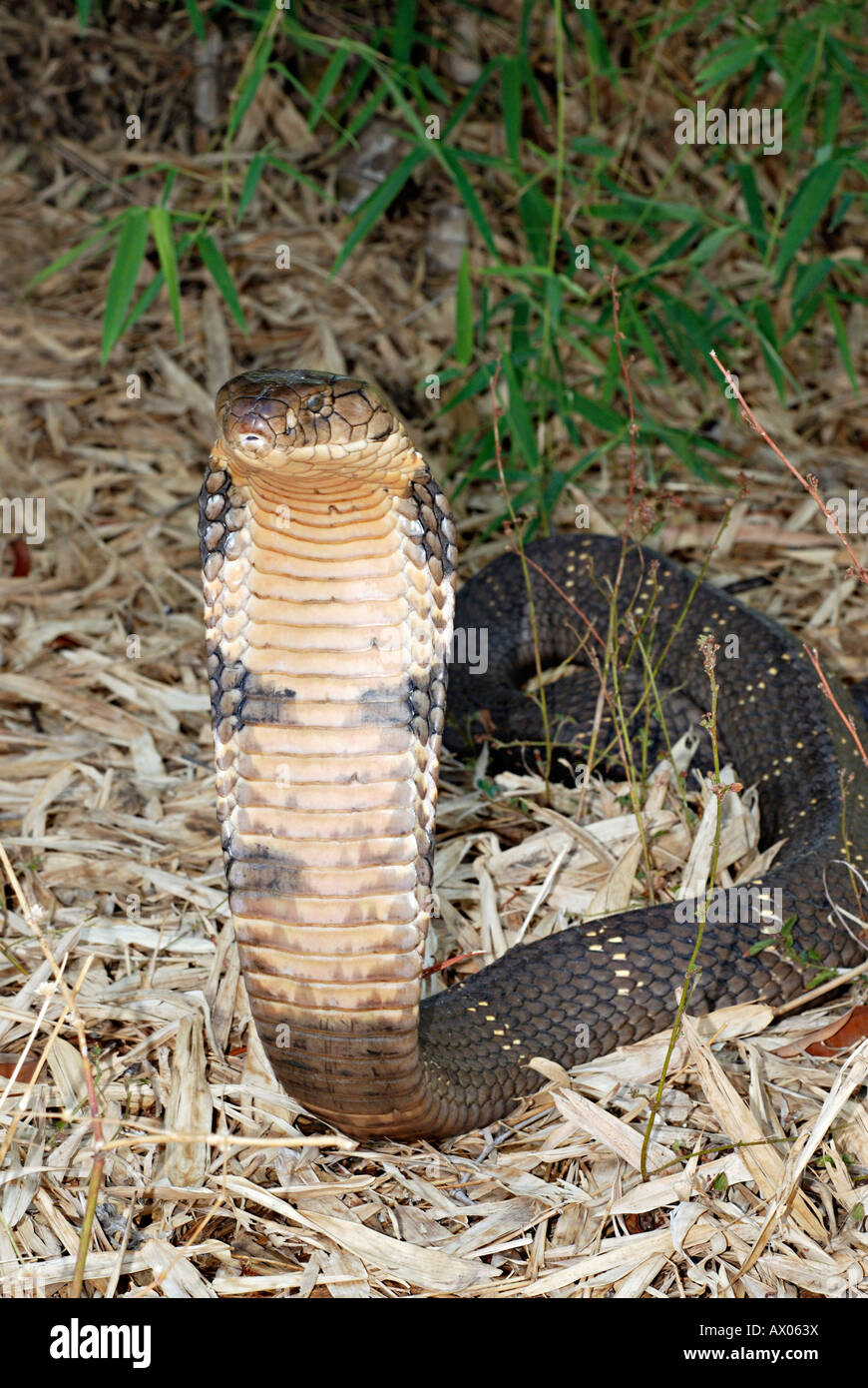 KING COBRA. Ophiophagus hannah. Rara venenosas. La serpiente venenosa más larga del mundo, Goa. Foto de stock