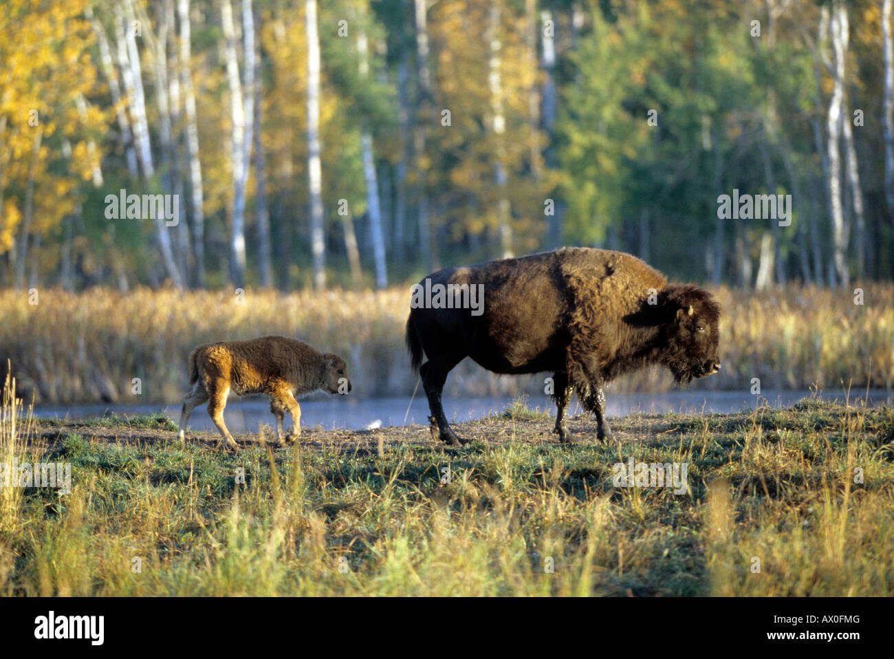 American Buffalo, el bisonte (Bison bison), bisontes vaca con ternero al atardecer Foto de stock