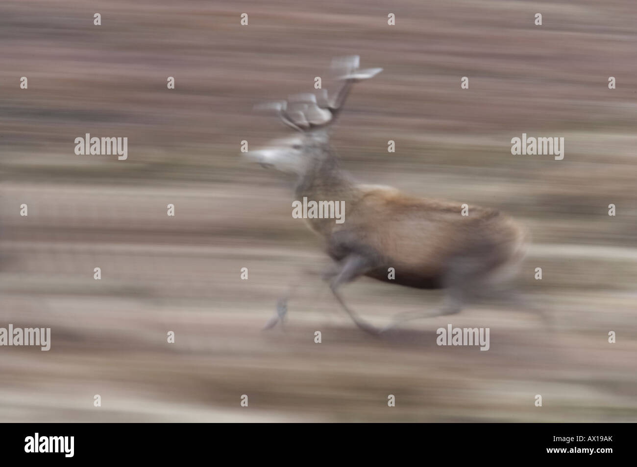 Imagen abstracta de un ciervo ciervo corriendo en el altiplano Sutherland Foto de stock