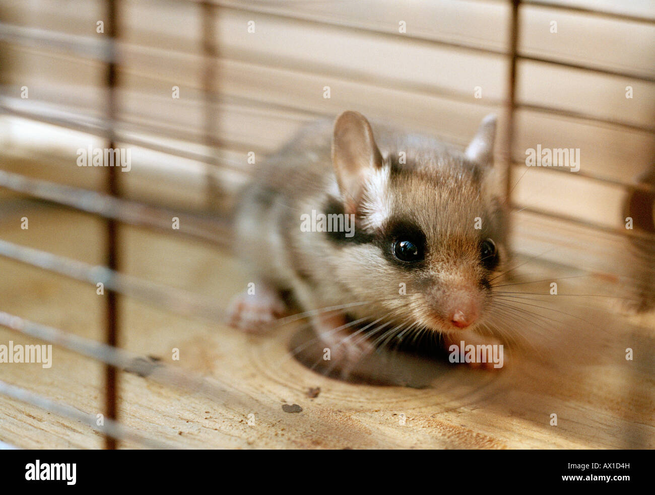 Una mascota ratón en una jaula. Foto de stock