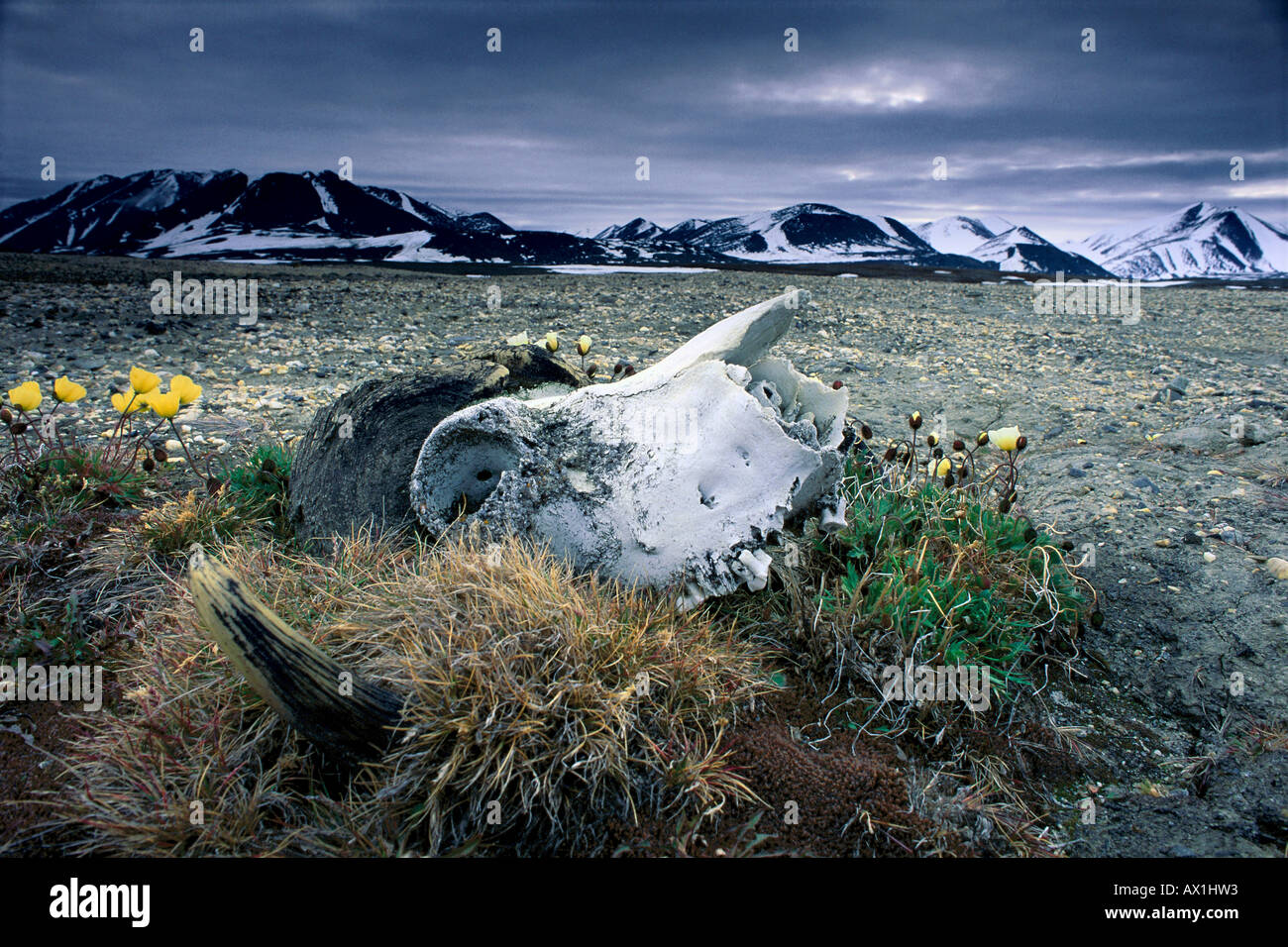 Cráneo de buey almizclero Norte Peary Land al noreste del Parque Nacional de Groenlandia Groenlandia Foto de stock
