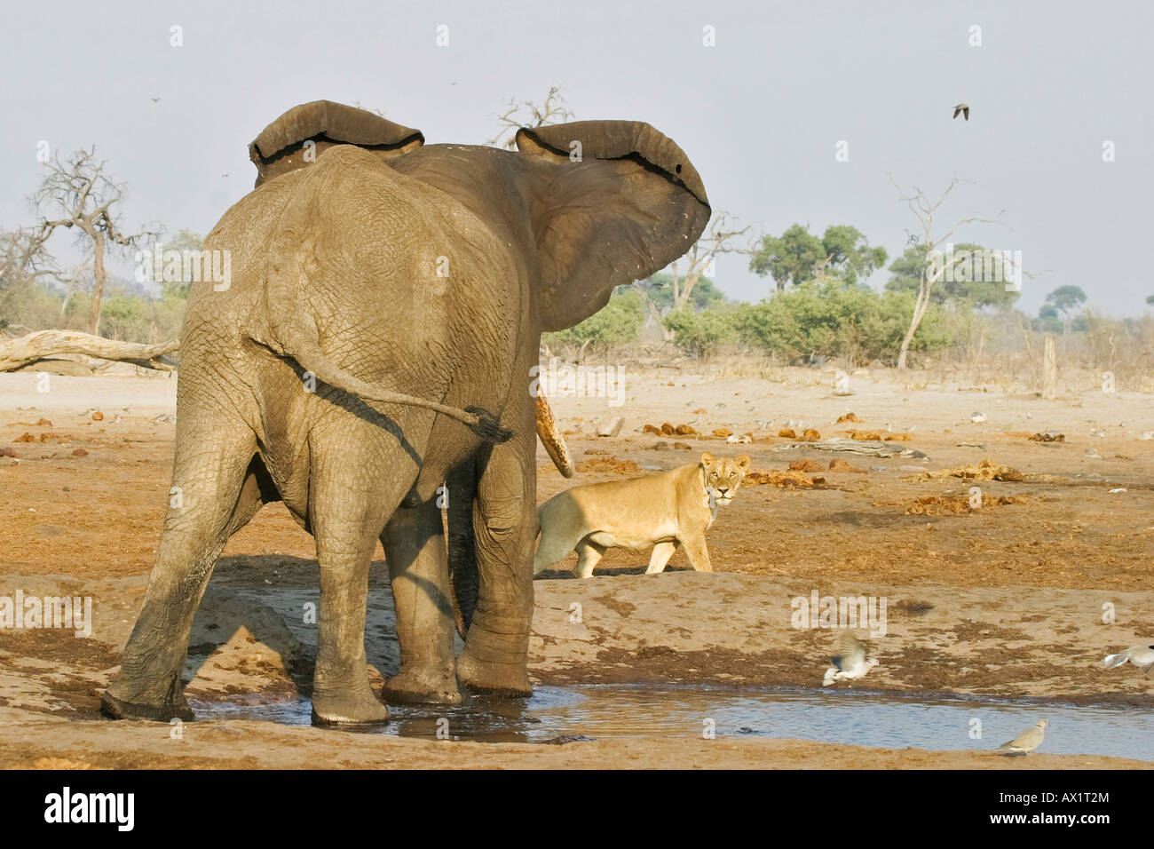 Elefante africano (Loxodonta africana) ataca un león (Panthera leo) en un abrevadero, Savuti, Parque Nacional de Chobe, Botswana, África Foto de stock