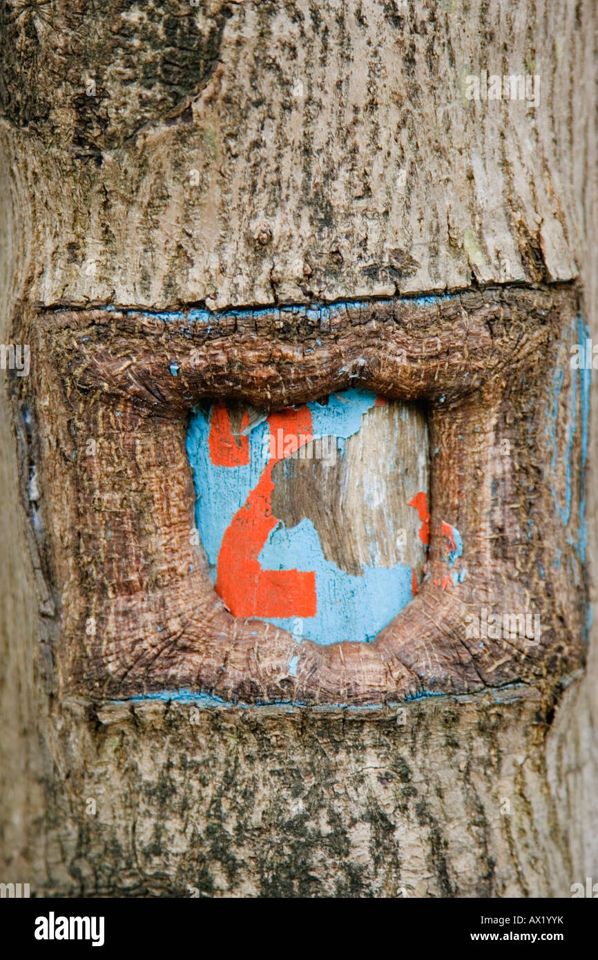 El número 2 marcado en el tronco de un árbol Foto de stock