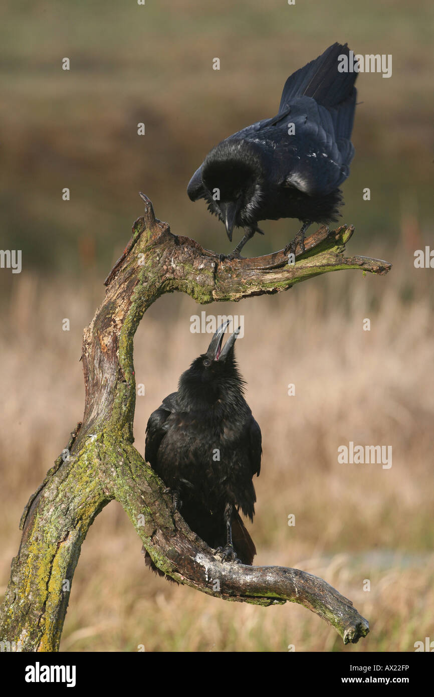 Comunes o norte de cuervos (Corvus corax), apareamiento Foto de stock