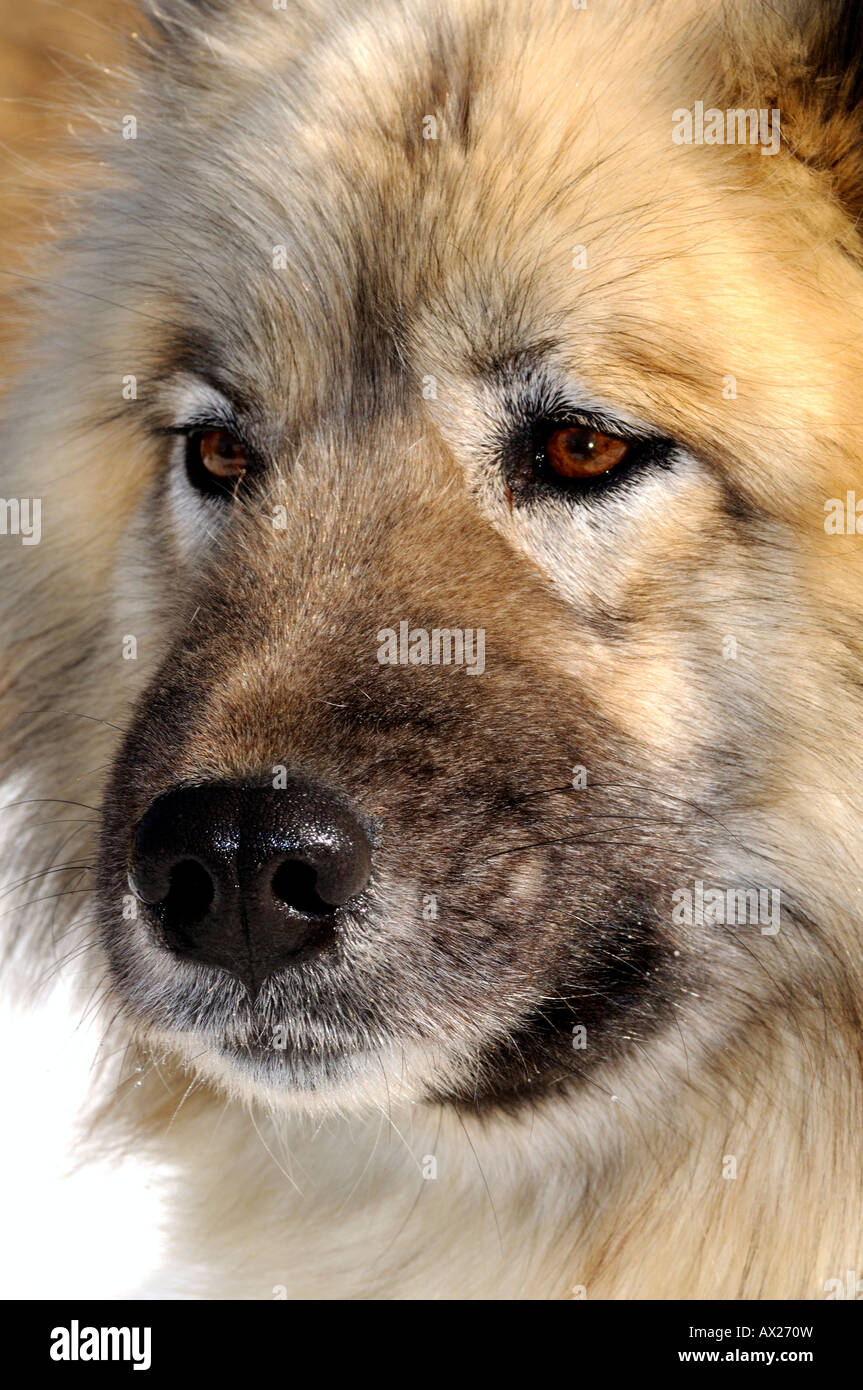 La nariz húmeda de un Alaska Malamute, perro de trineo, perro de trineo Foto de stock