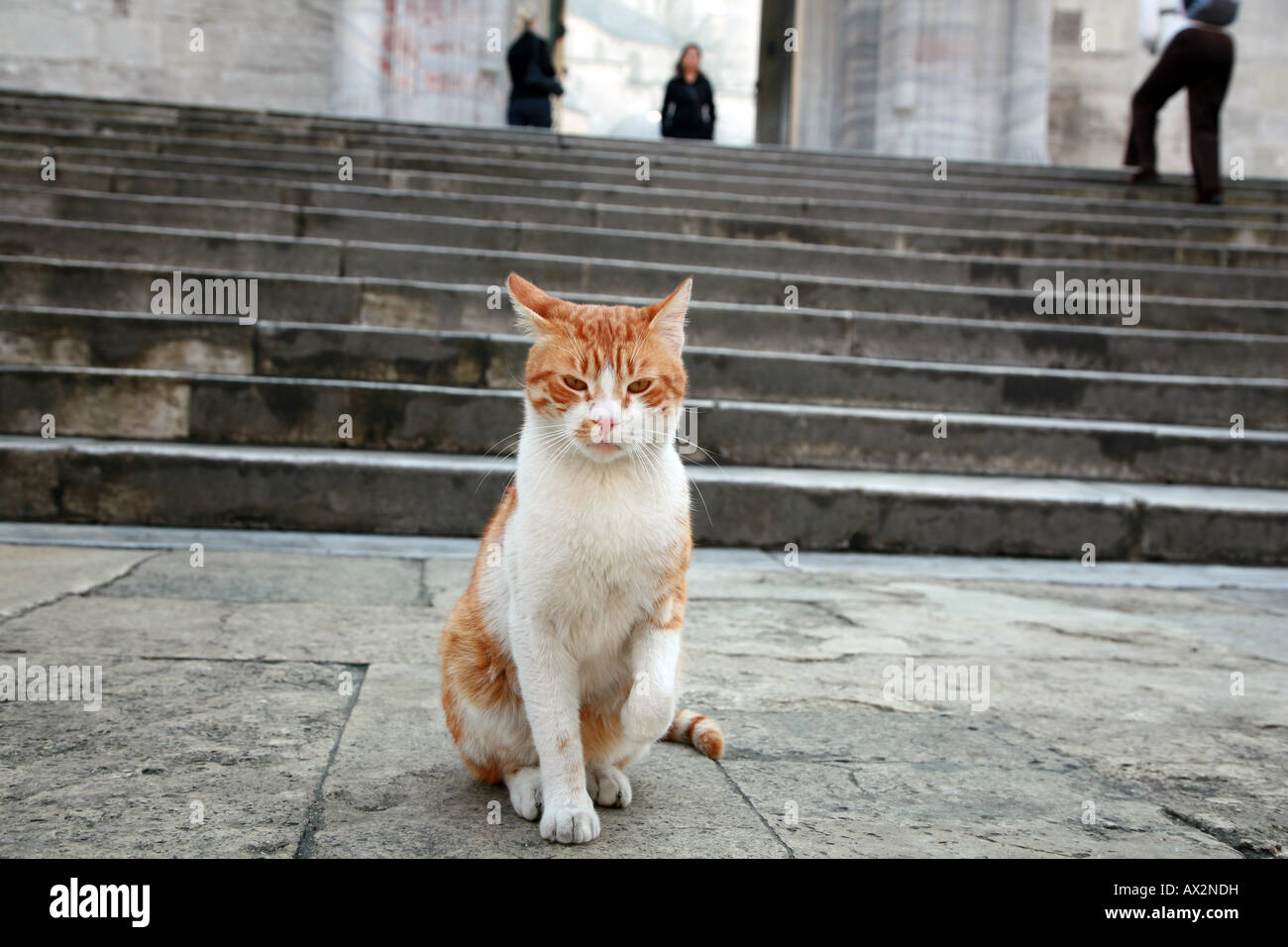 Un gato de jengibre sobre los pasos de la Mezquita Azul de Estambul Turquia Foto de stock