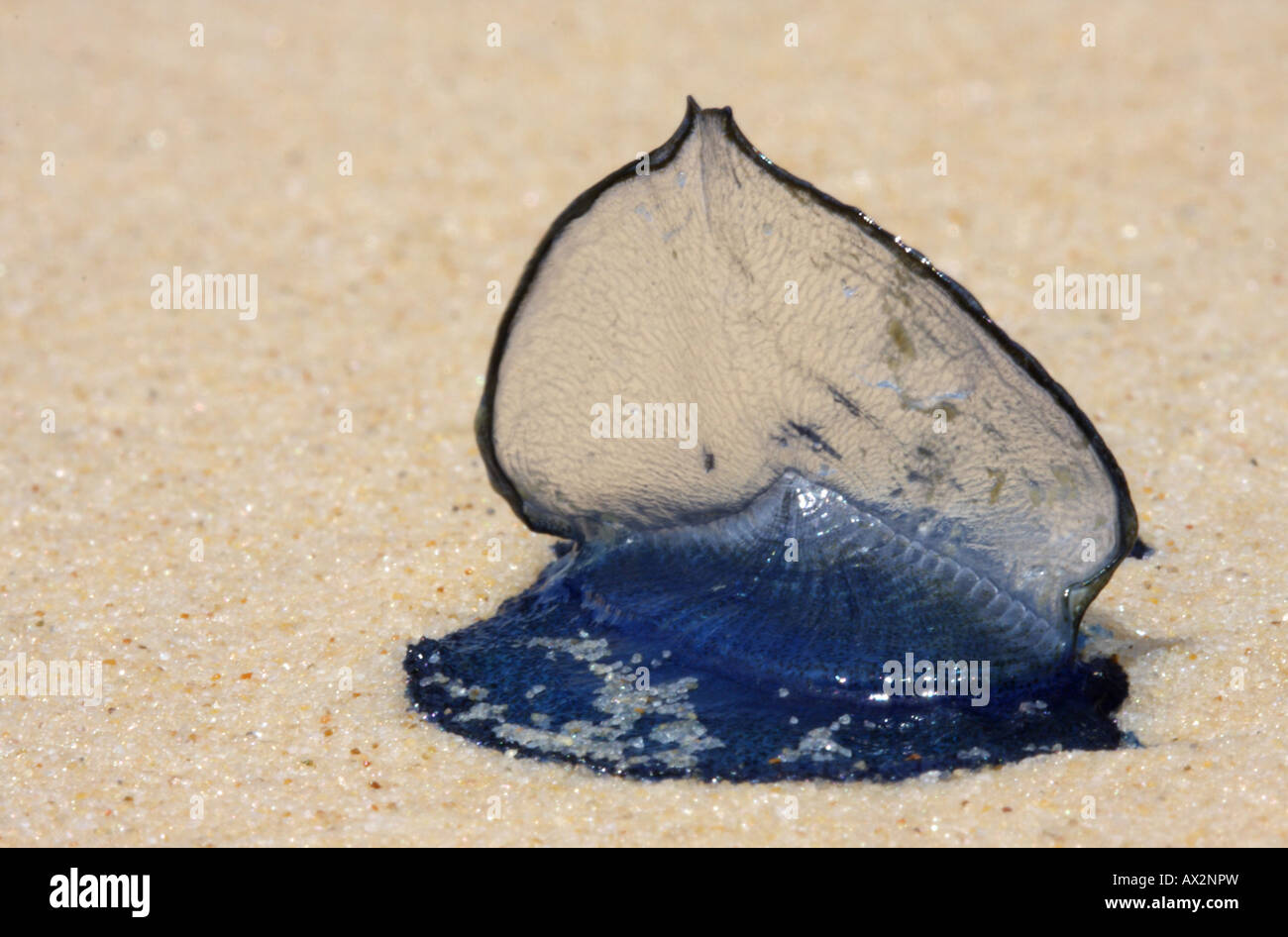 Botella Azul (Medusa) Hombre de Guerra Portuguesa (Physalia utriculus), ejemplar en la playa Foto de stock
